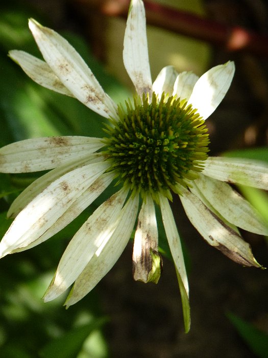 Echinacea purpure 'White Lustre' fleur